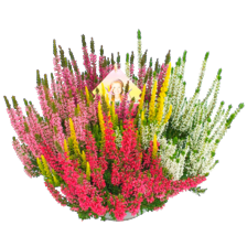 Calluna trio